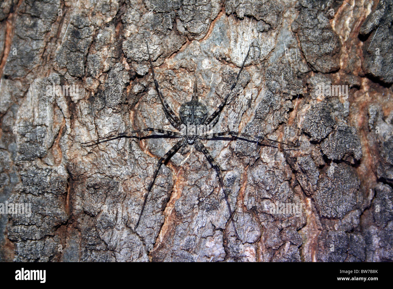 Spider On Tree Bark Taken at Arba Minch, Ethiopia Stock Photo Alamy