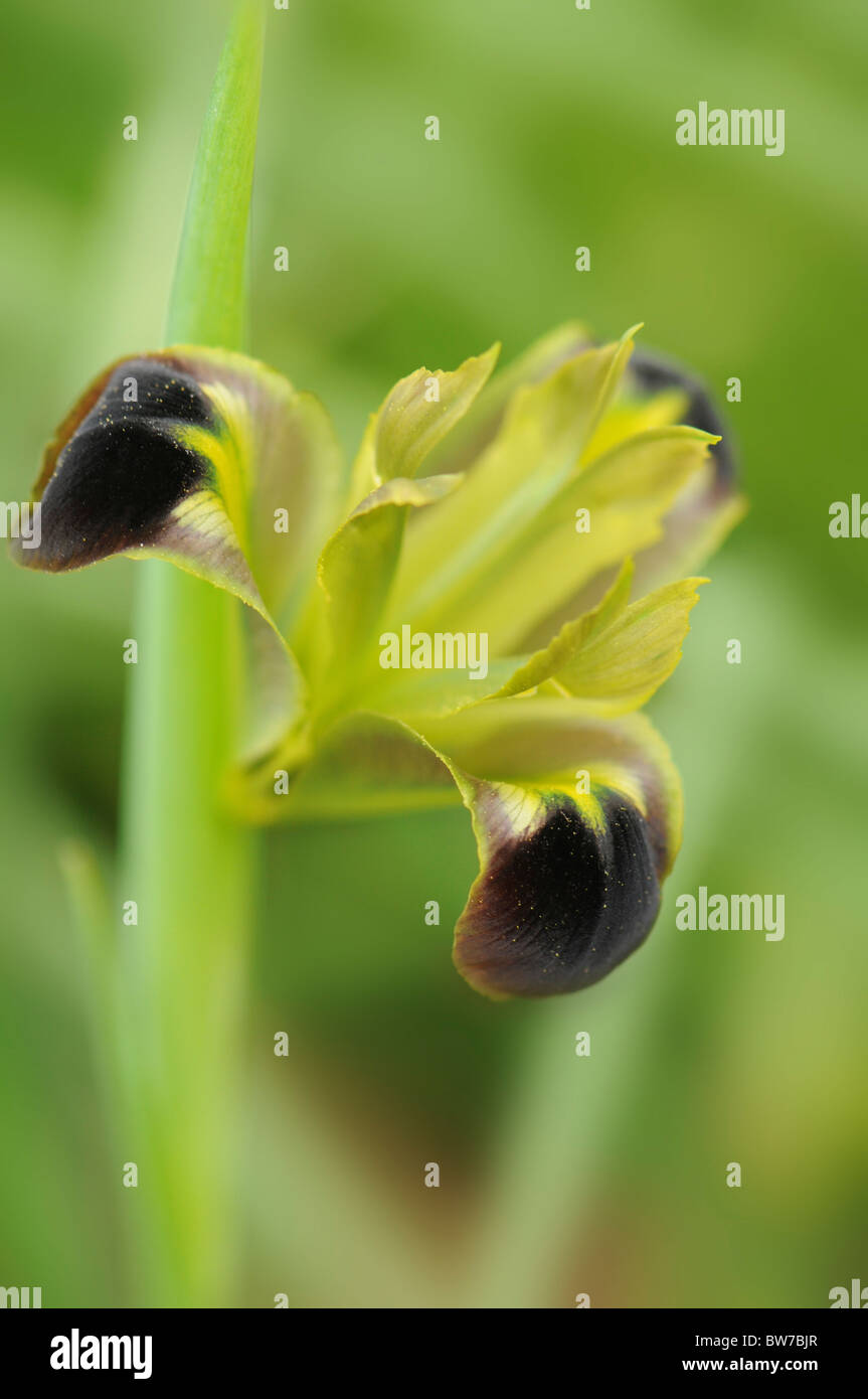 A single flower of Hermodactylus tuberosus - Iris tuberosa - Widow Iris or Snakes-head Iris Stock Photo