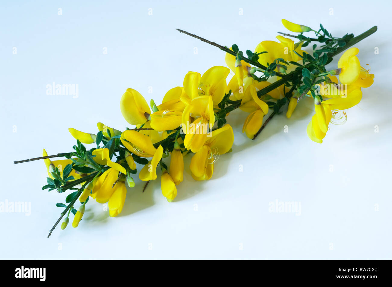 Common Broom (Cytisus scoparius), flowering twig. Studio picture. Stock Photo