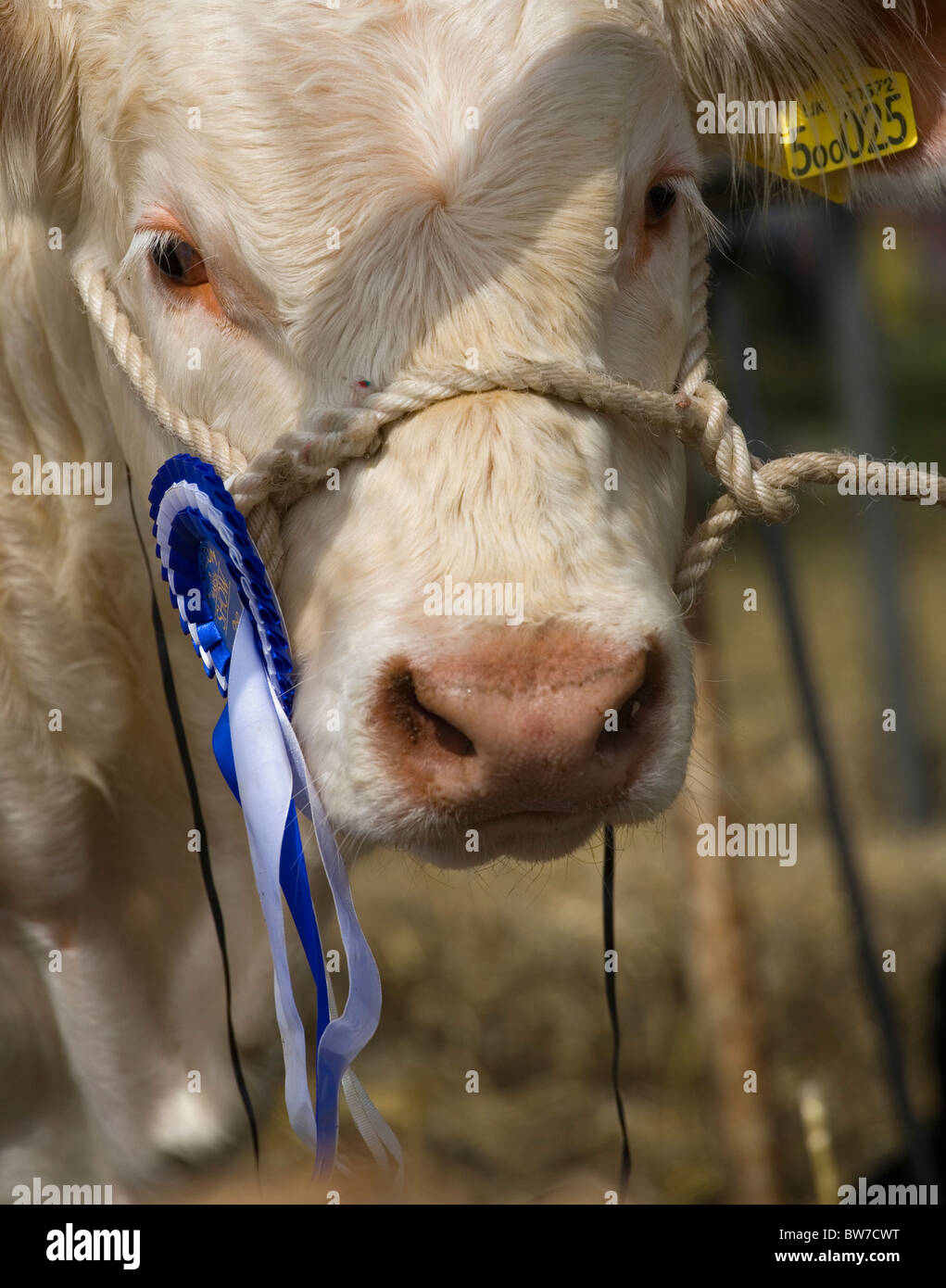 Prize cow hires stock photography and images Alamy