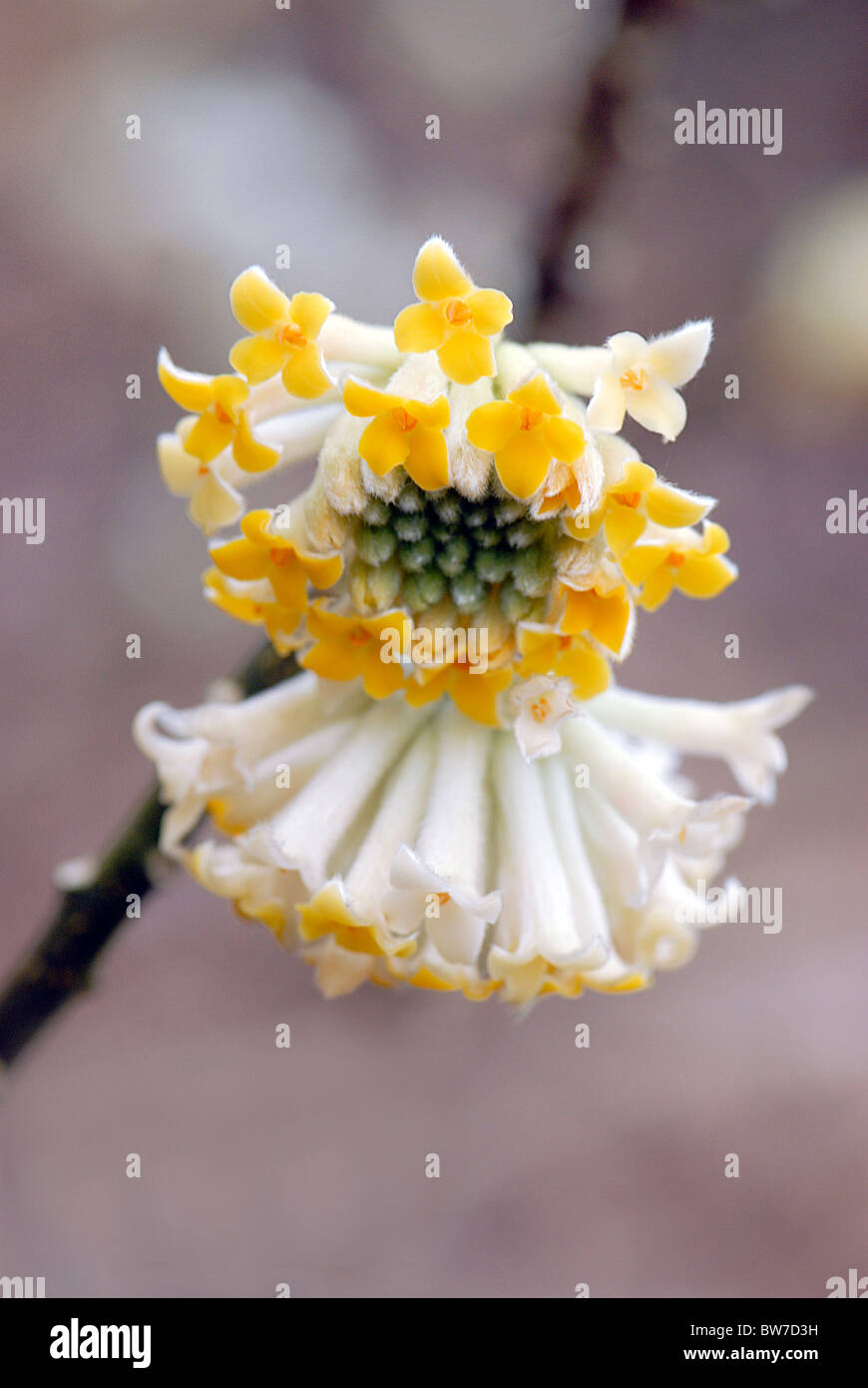 Flowerheads of the Edgeworthia chrysantha shrub - Paper Bush Stock Photo