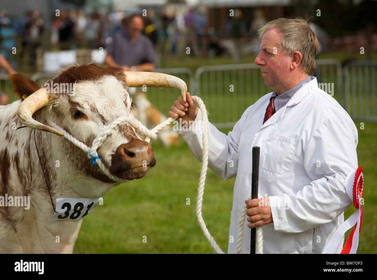 Prize-winning bull at a countryside show Stock Photo