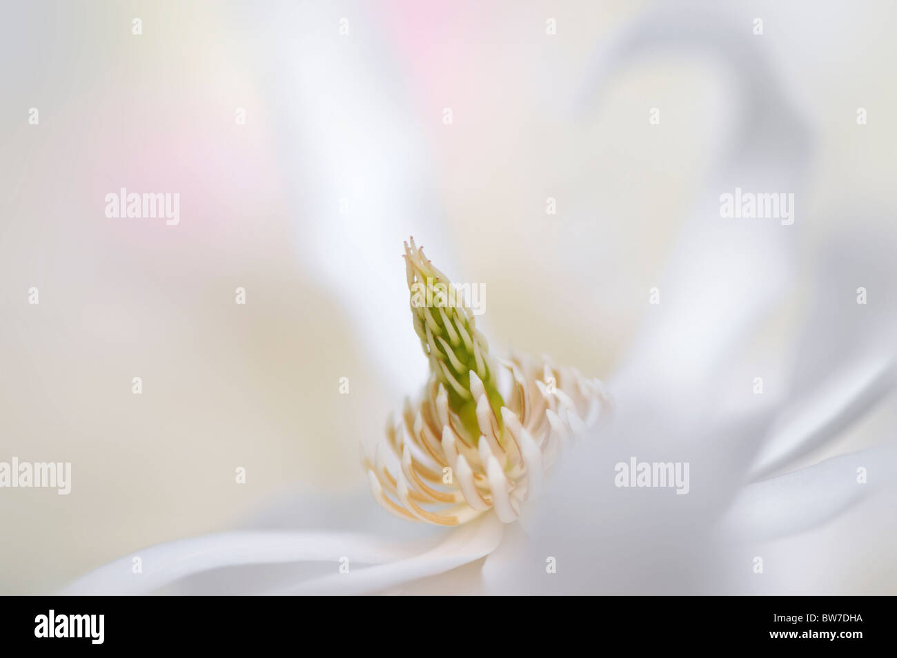 A single flower of Magnolia stellata - star magnolia Stock Photo