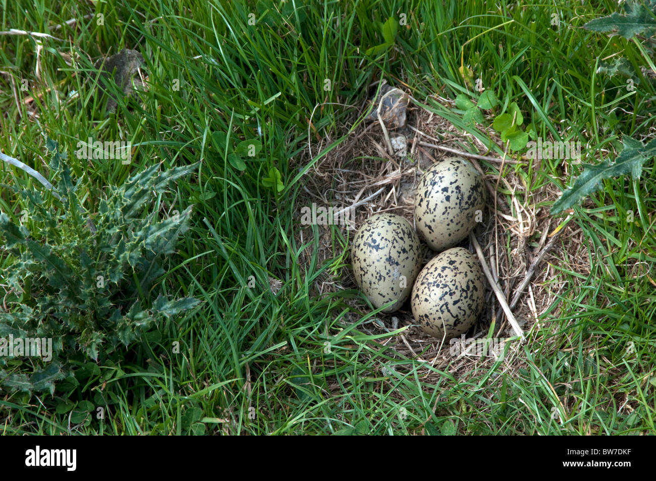 Eurasian Oystercatcher (Haematopus ostralegus), clutch in ground nest. Stock Photo