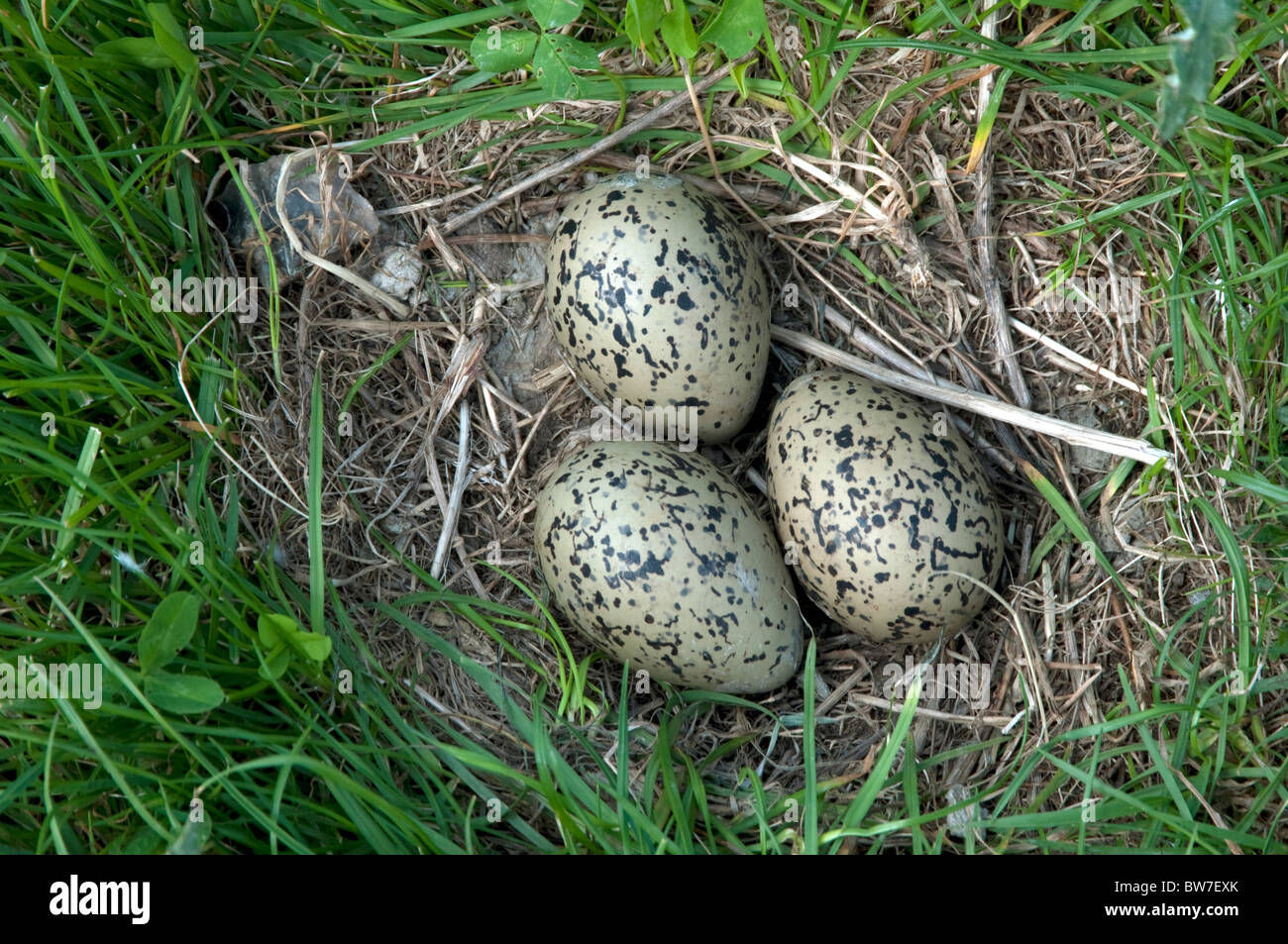 Eurasian Oystercatcher (Haematopus ostralegus), clutch in ground nest. Stock Photo
