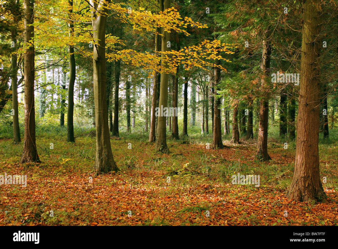Fall color forest gb hi-res stock photography and images - Alamy