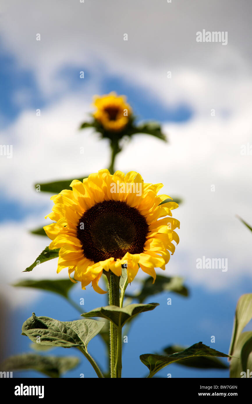 Sunflowers Helianthus Tournesol growing in the Loire, France in August [Giant single] [species