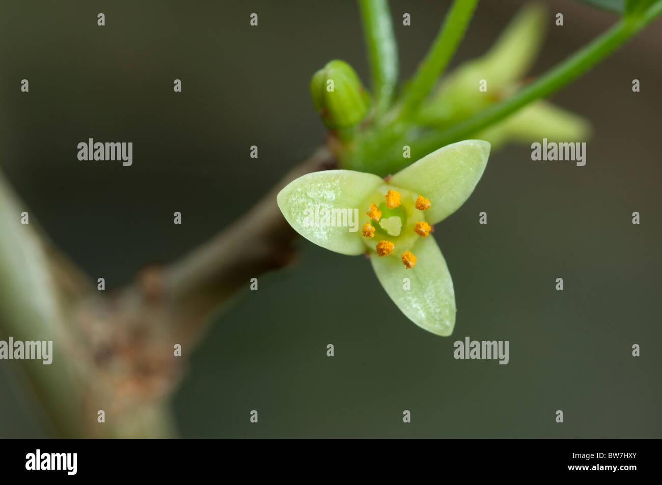 Abyssinian Myrrh (Commiphora abyssinica, Commiphora myrrha), twig with flower. Stock Photo