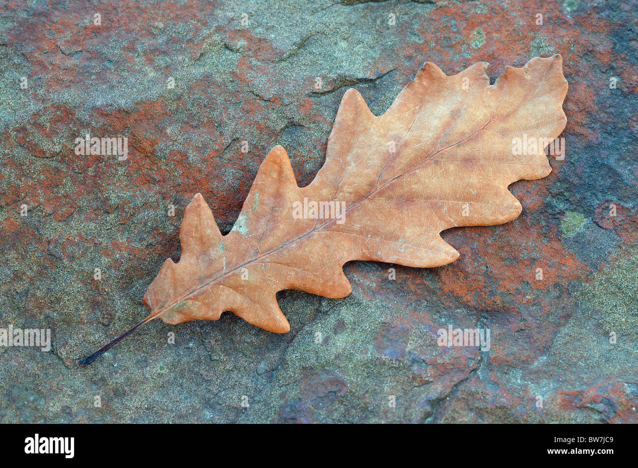 Brown sessile oak autumn leaf on the bluish stone Quercus petraea Stock