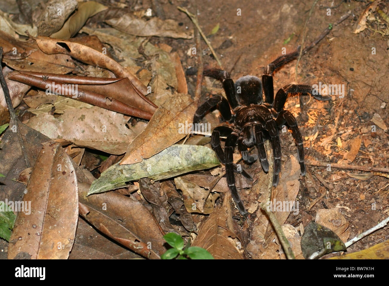 Goliath bird-eating Spider, Tambopata National Reserve, Amazon jungle, Peru, South America. Stock Photo