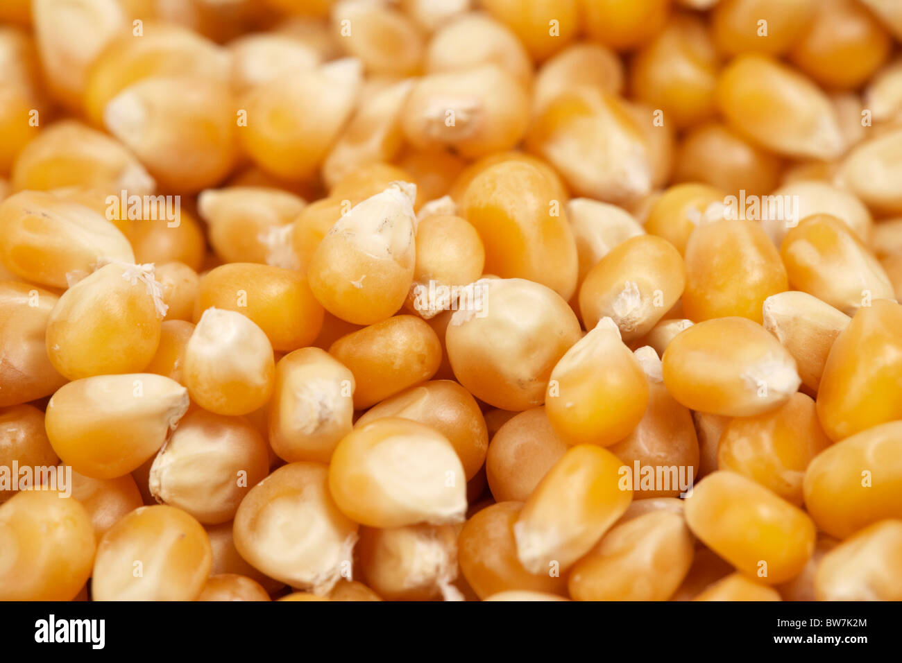 kernels of popping corn for popcorn Stock Photo Alamy