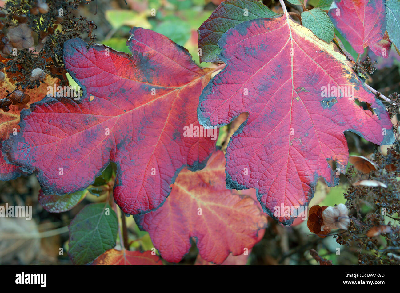 Hydrangea quercifolia red autumn leaves close up Stock Photo