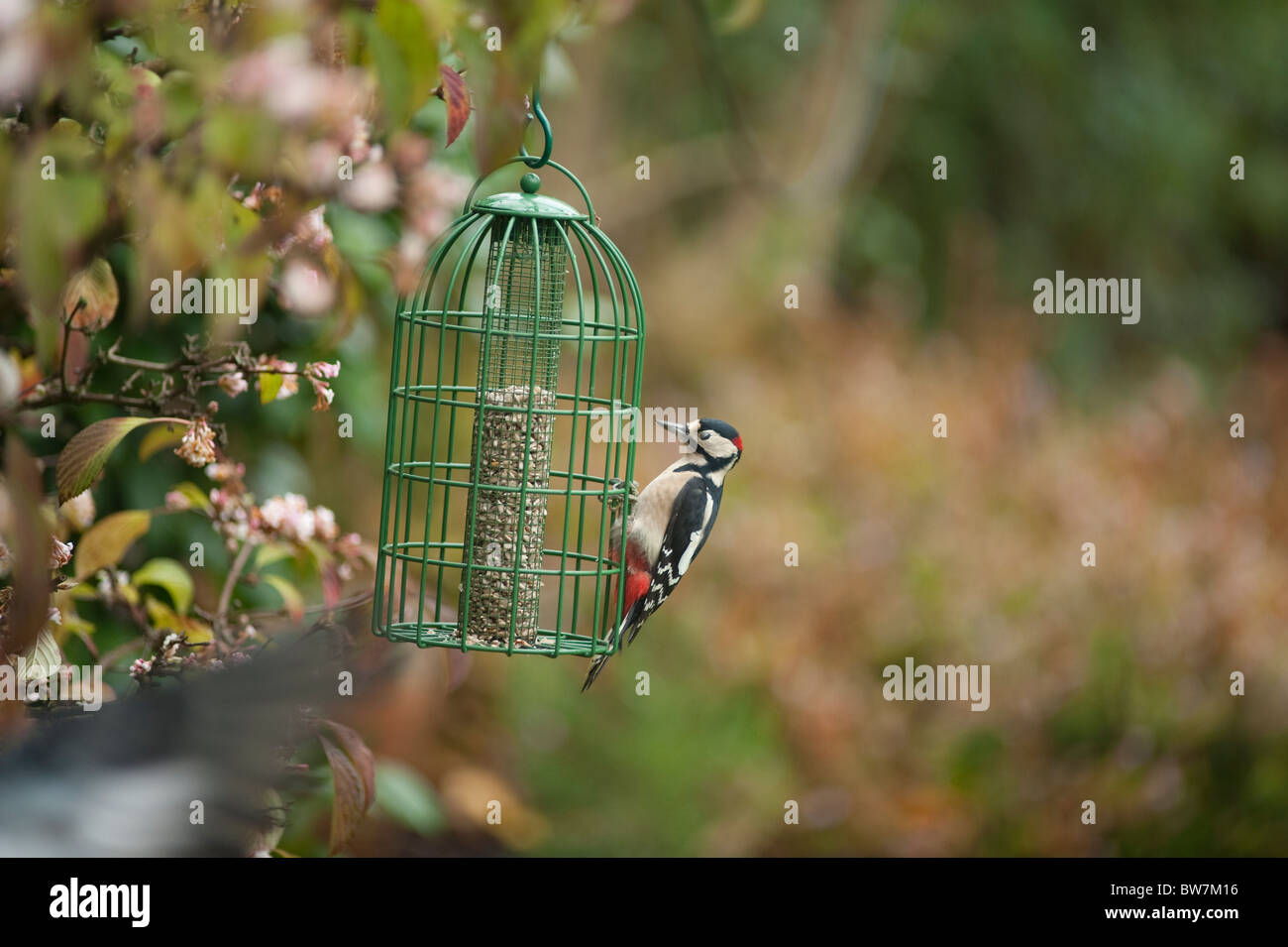 Great Spotted Woodpecker on Garden Nut Feeder, London, England, UK Stock Photo