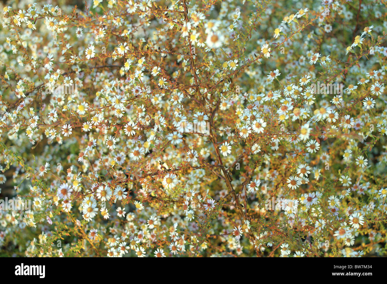 Heath aster white autumn flowers blossom Aster ericoides 'White heather' Stock Photo