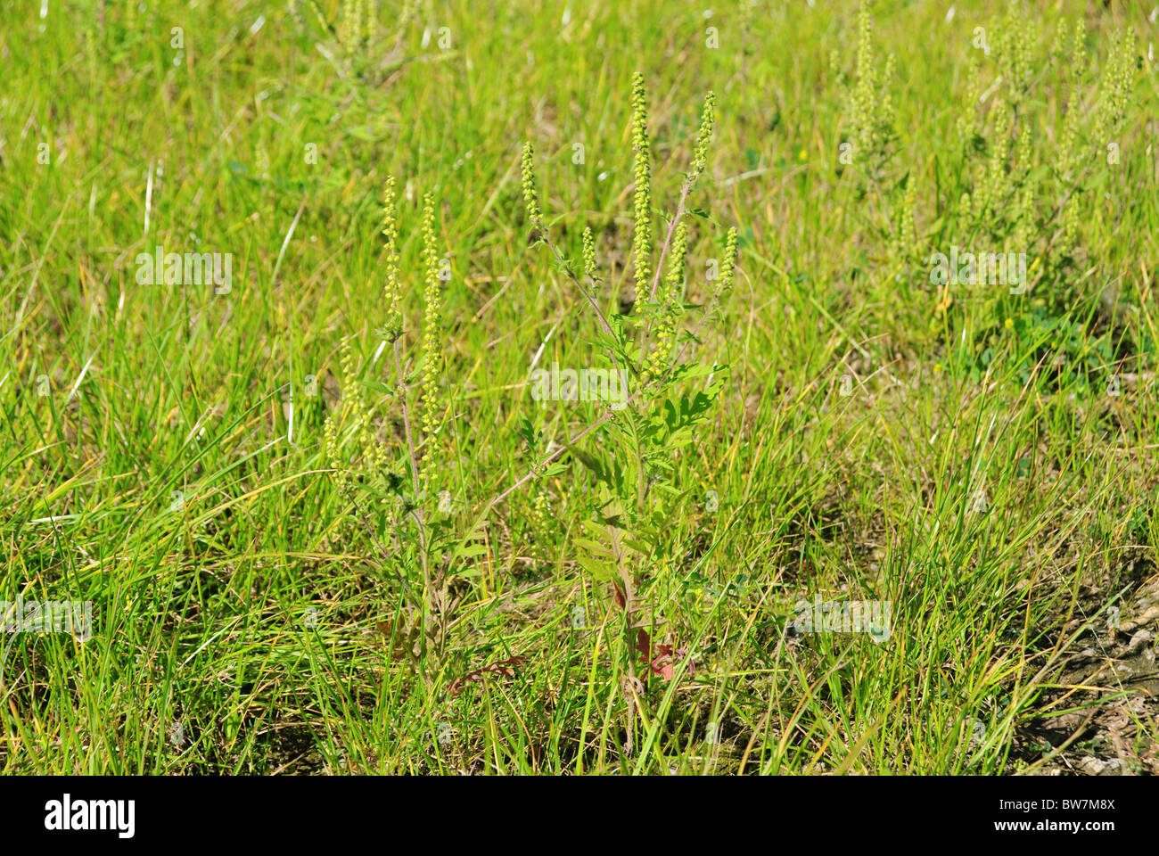 Ambrosia - Common Ragweed 02 Stock Photo