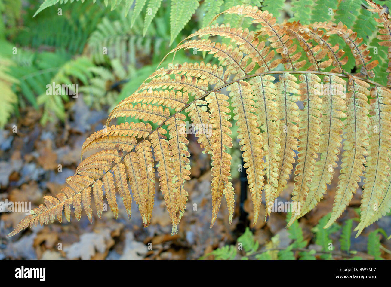 Common male fern in autumn Dryopteris filix-mas Stock Photo
