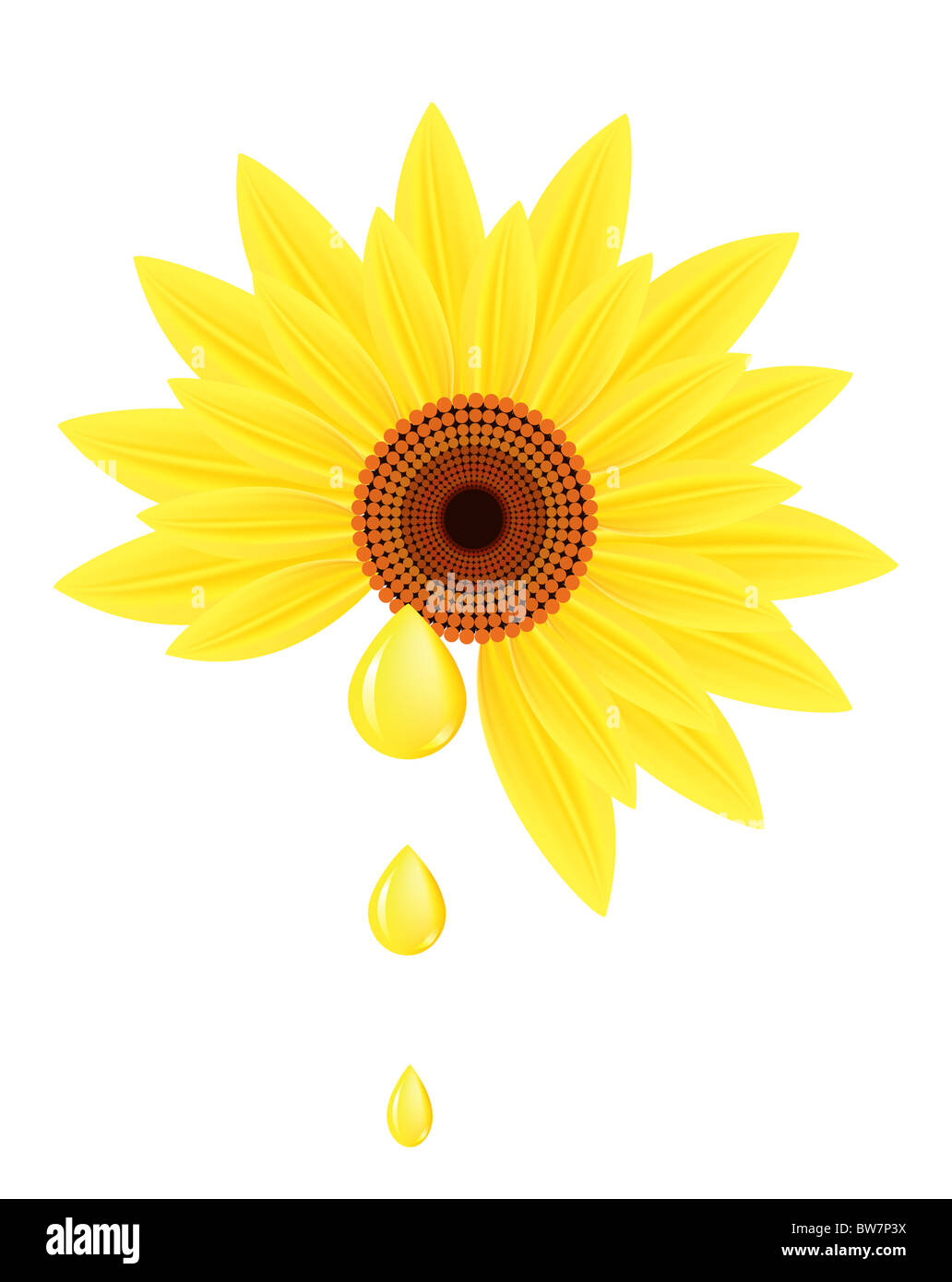 Sunflower with drops of sunflower oil Stock Photo Alamy