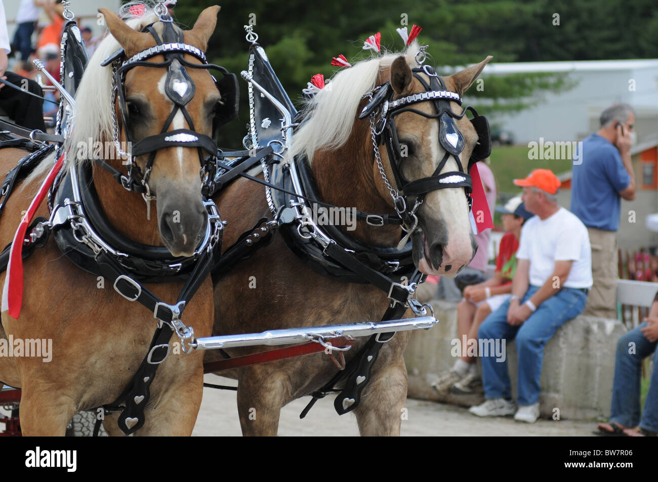 Clydesdale horses in harness during an agricultural fall fair Stock