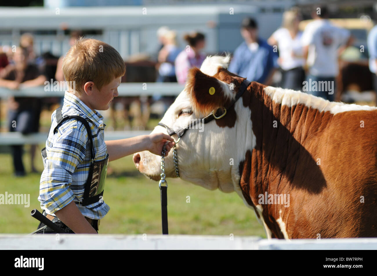 young boy showing his cow at a rural agricultural fair Stock Photo