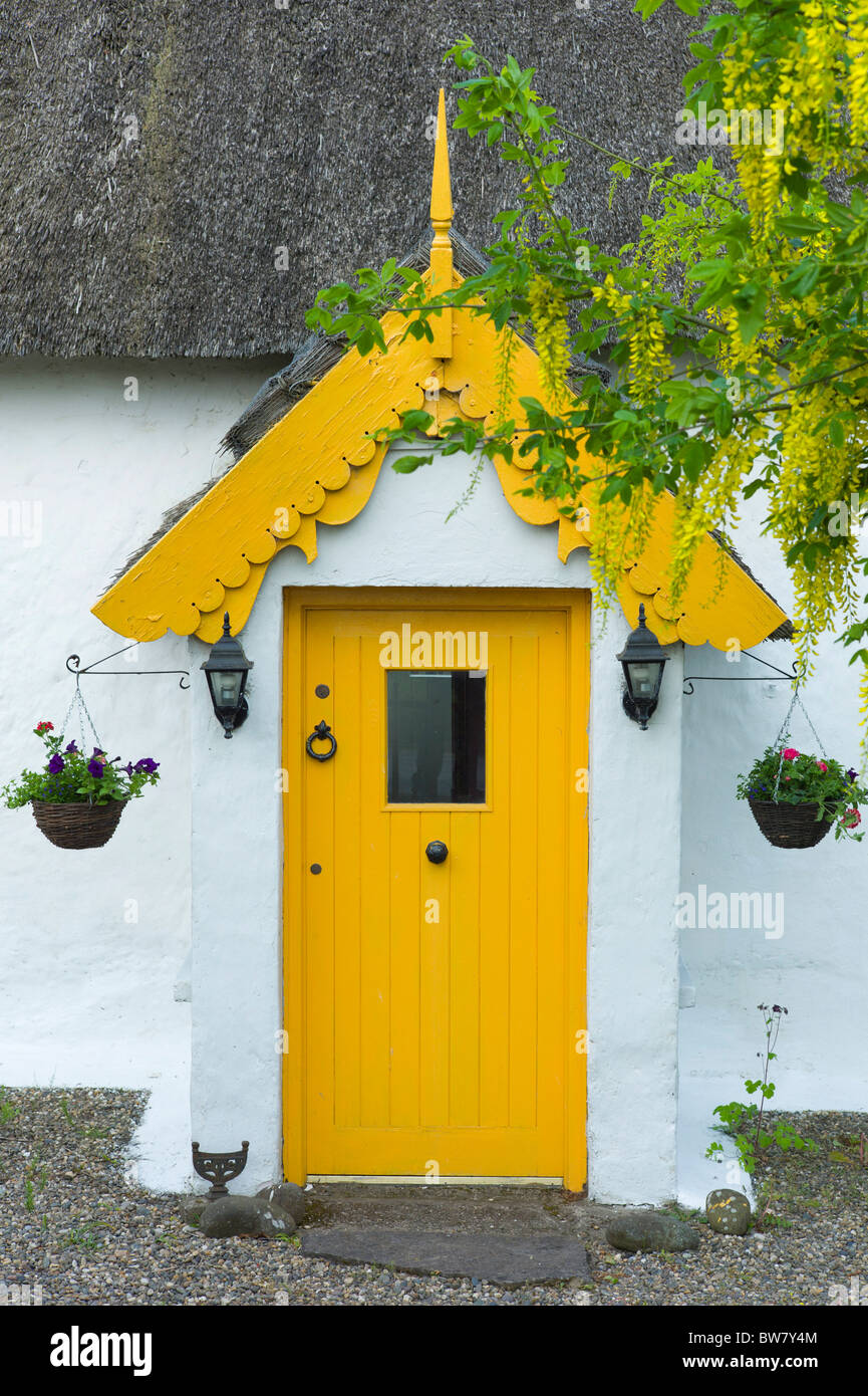 Brightly coloured traditional thatched cottage of lime mortar and whitewash with Laburnum tree, at Rosslare, South East Ireland Stock Photo