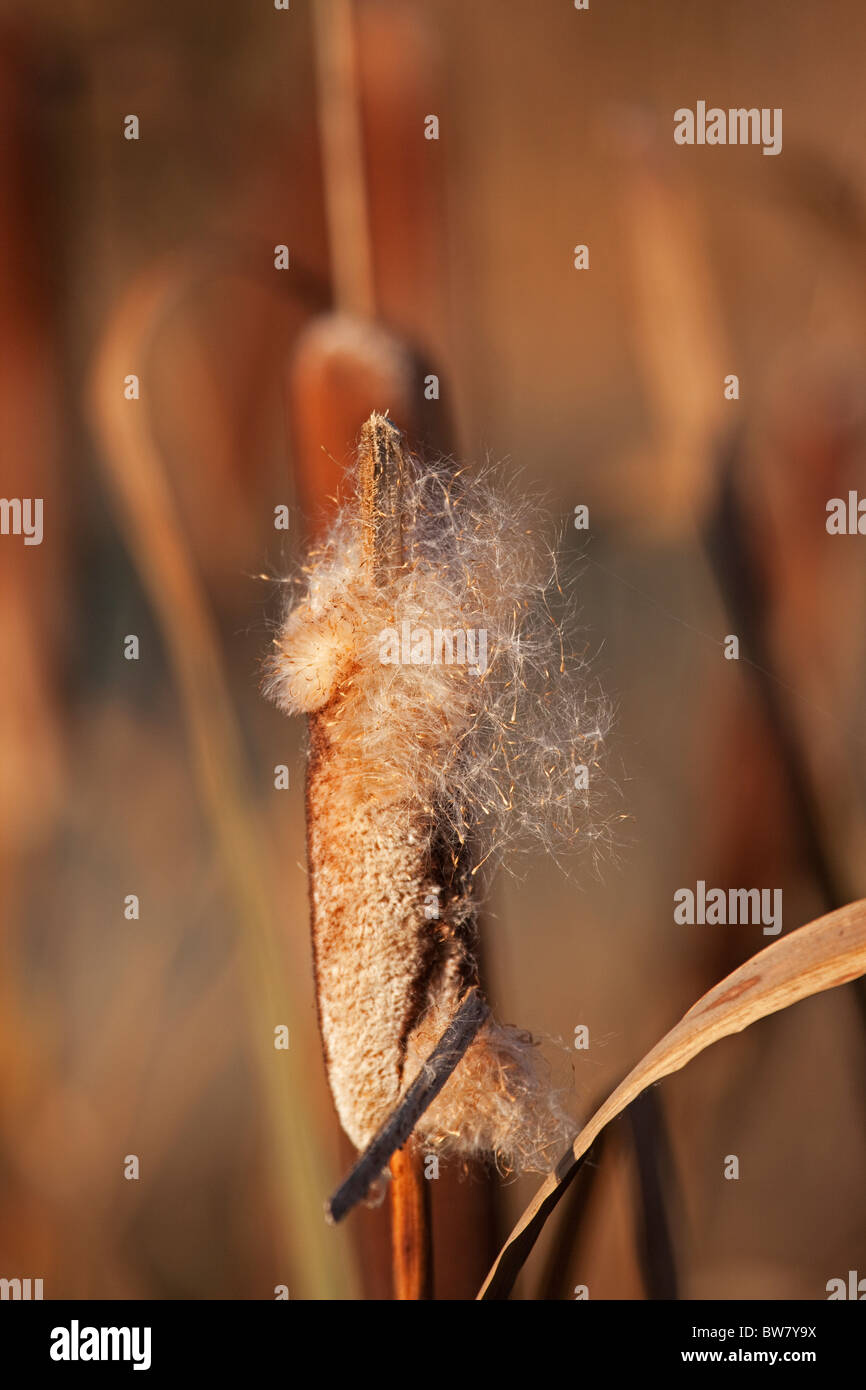 Reed Mace releases fruits in Autumn Stock Photo