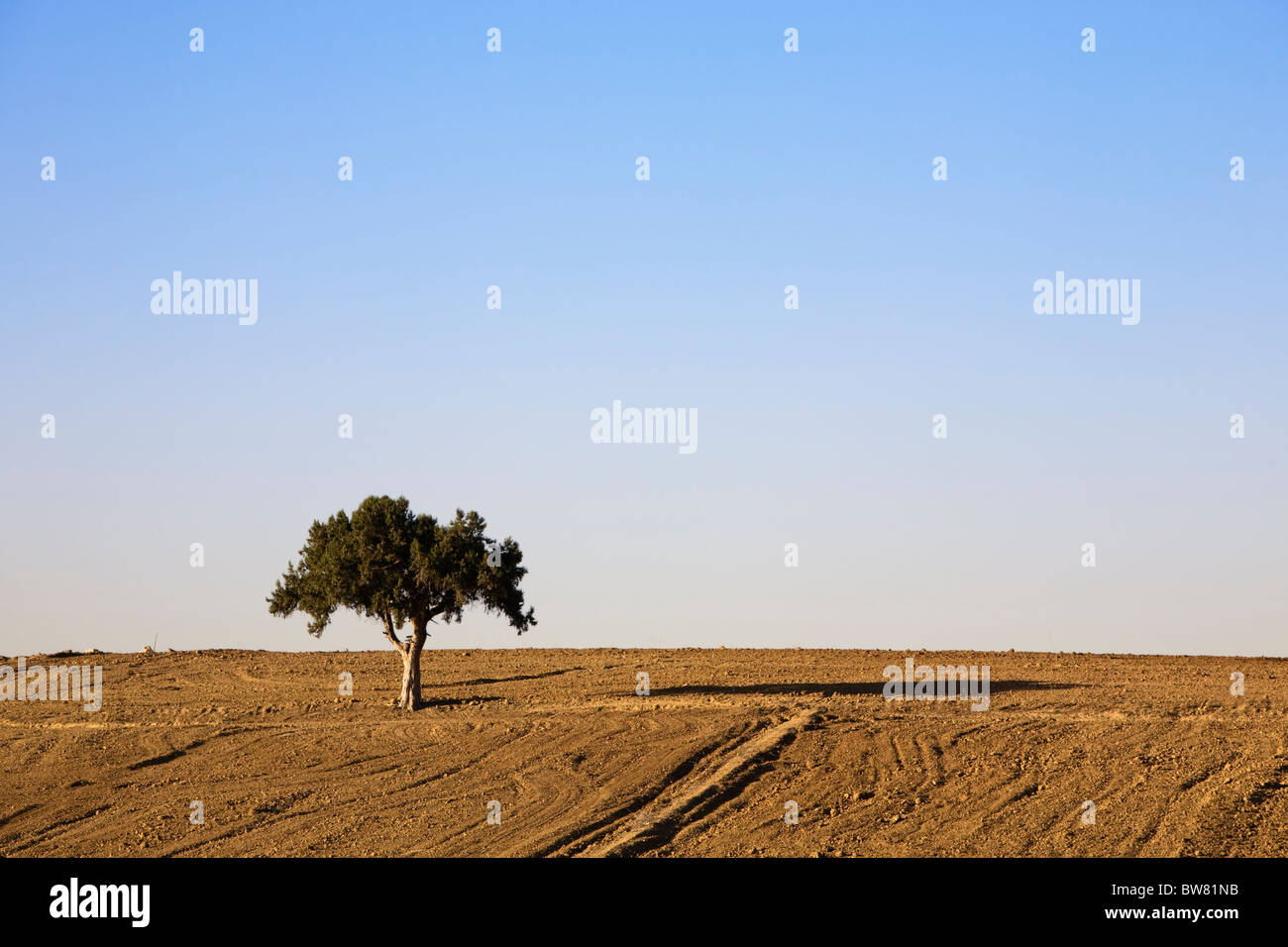 Pine tree, Pinus Brutia, in farmland, Turkey, near Denizli Stock Photo