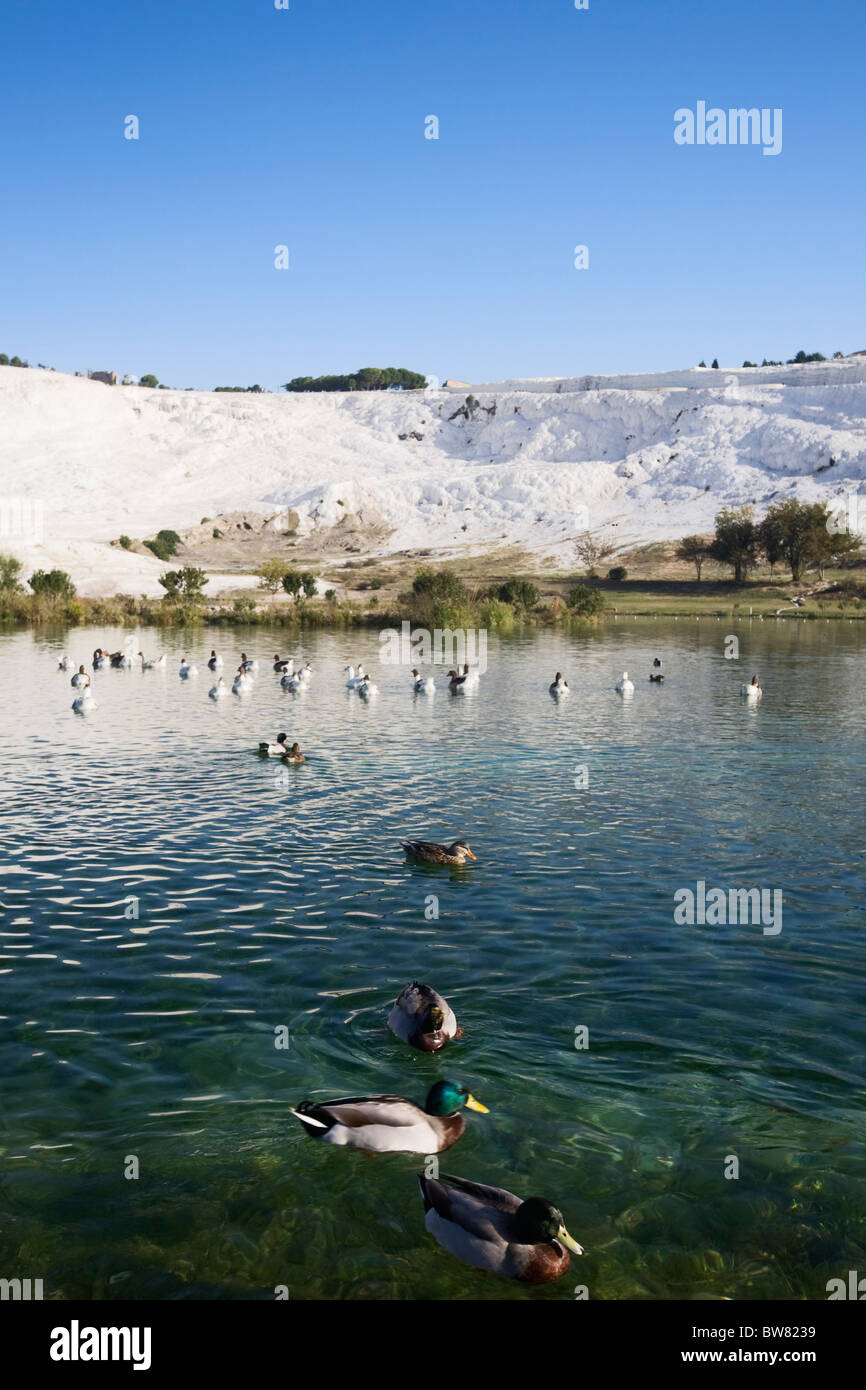 Ducks on the lake, calcified limestone terraces on background, Pamukkale, Turkey, polarizing filter applied Stock Photo