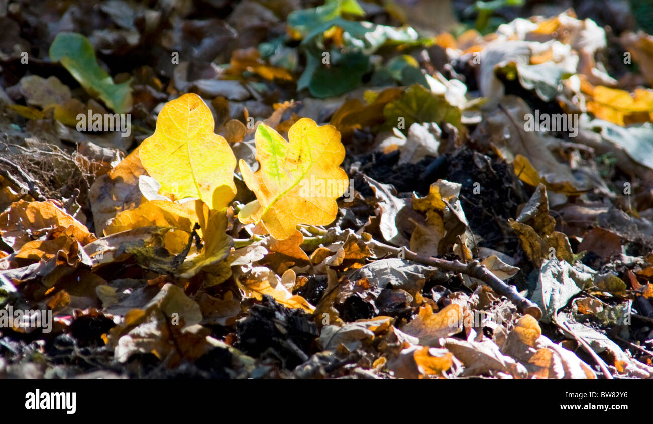 Warm autumn colours hi-res stock photography and images - Alamy
