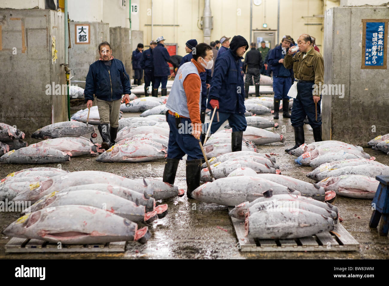 Frozen tuna auction at Tsukiji Fish Market in Tokyo Stock Photo - Alamy