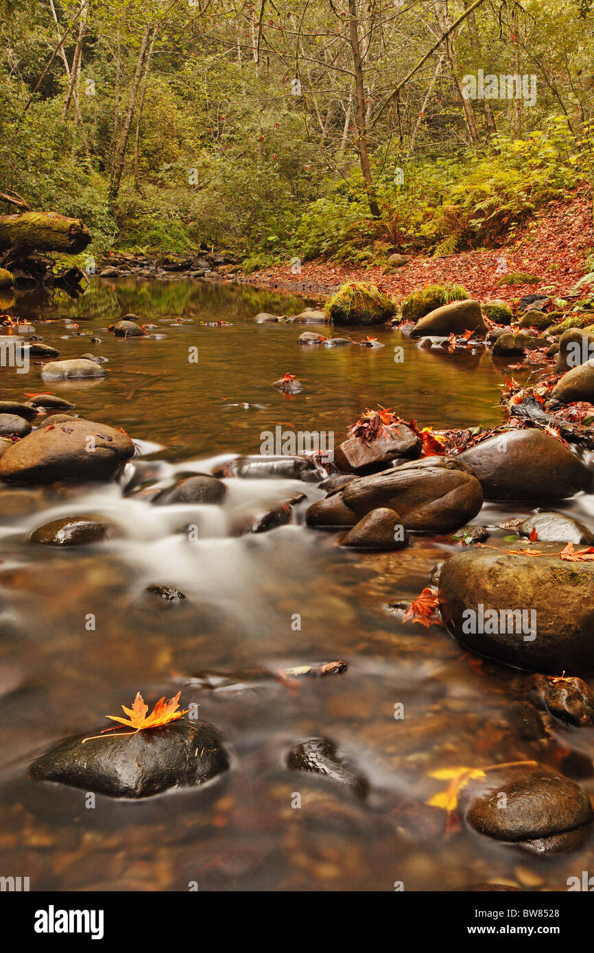 Serene Forest Stream Stock Photo