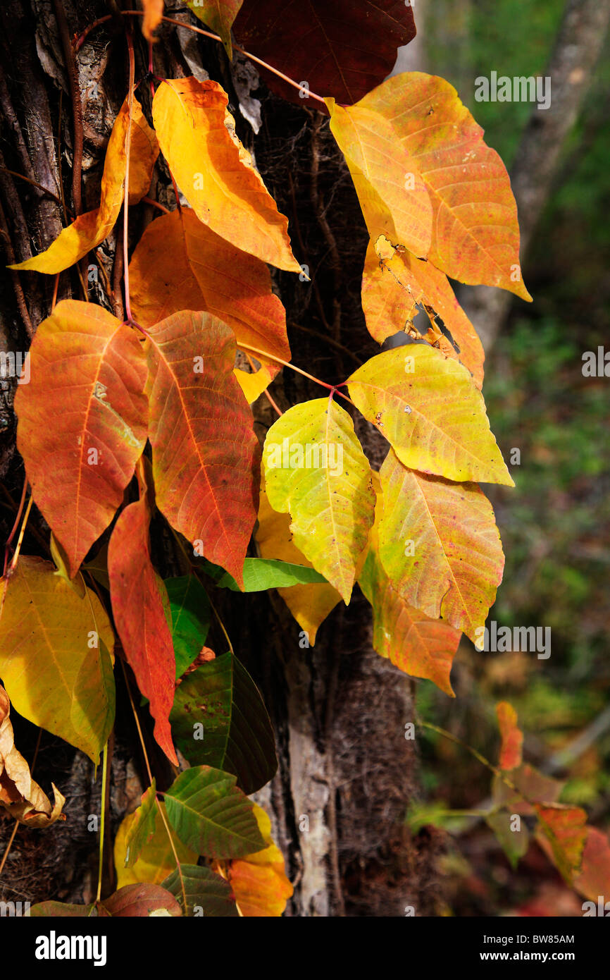 Poison Ivy growing in woodland during the Fall or Autumn Stock Photo