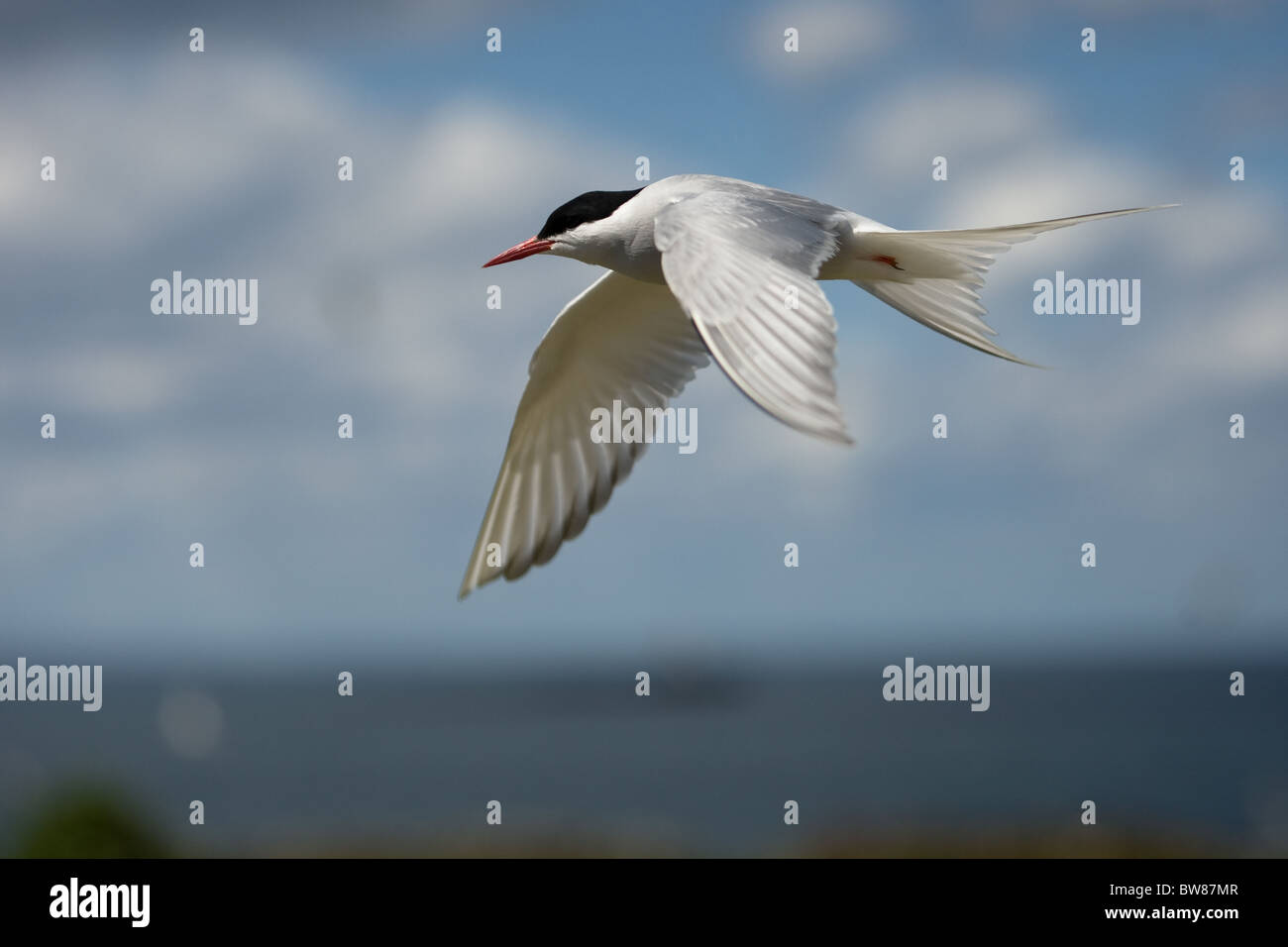 The Arctic Tern (Sterna paradisaea) is a seabird of the tern family Sternidae. Stock Photo