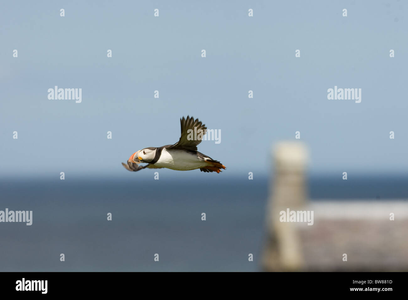 Puffin, Seabird, Atlantic, Atlantic Ocean