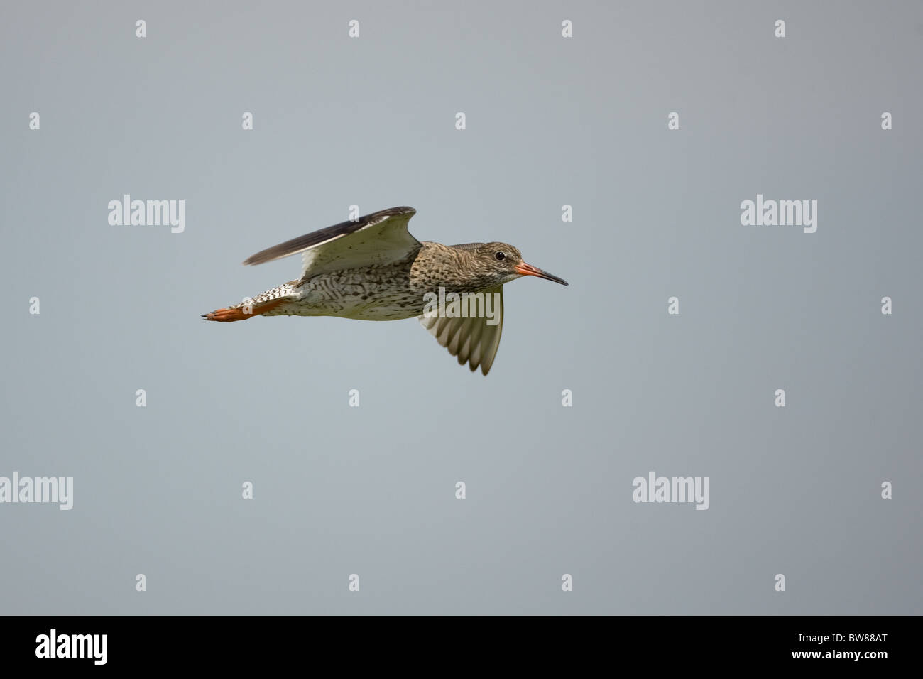 The Common Redshank or simply Redshank (Tringa totanus) is an Eurasian wader in the large family Scolopacidae. Stock Photo