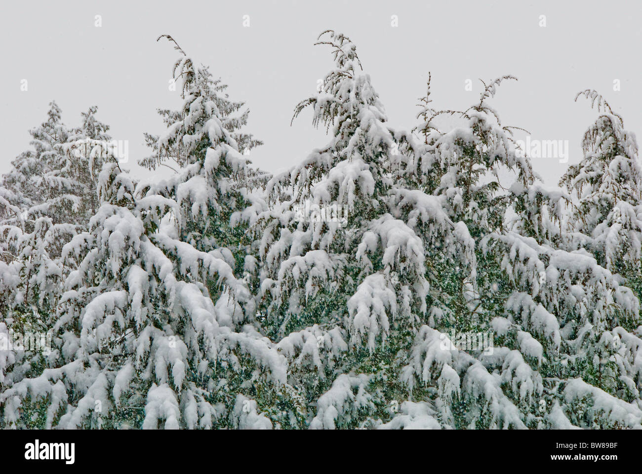 Snow covered Hemlock tree branches, Asheville, North Carolina, USA Stock Photo