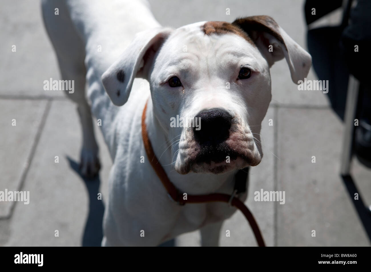 White Boxer Dog Stock Photo Alamy