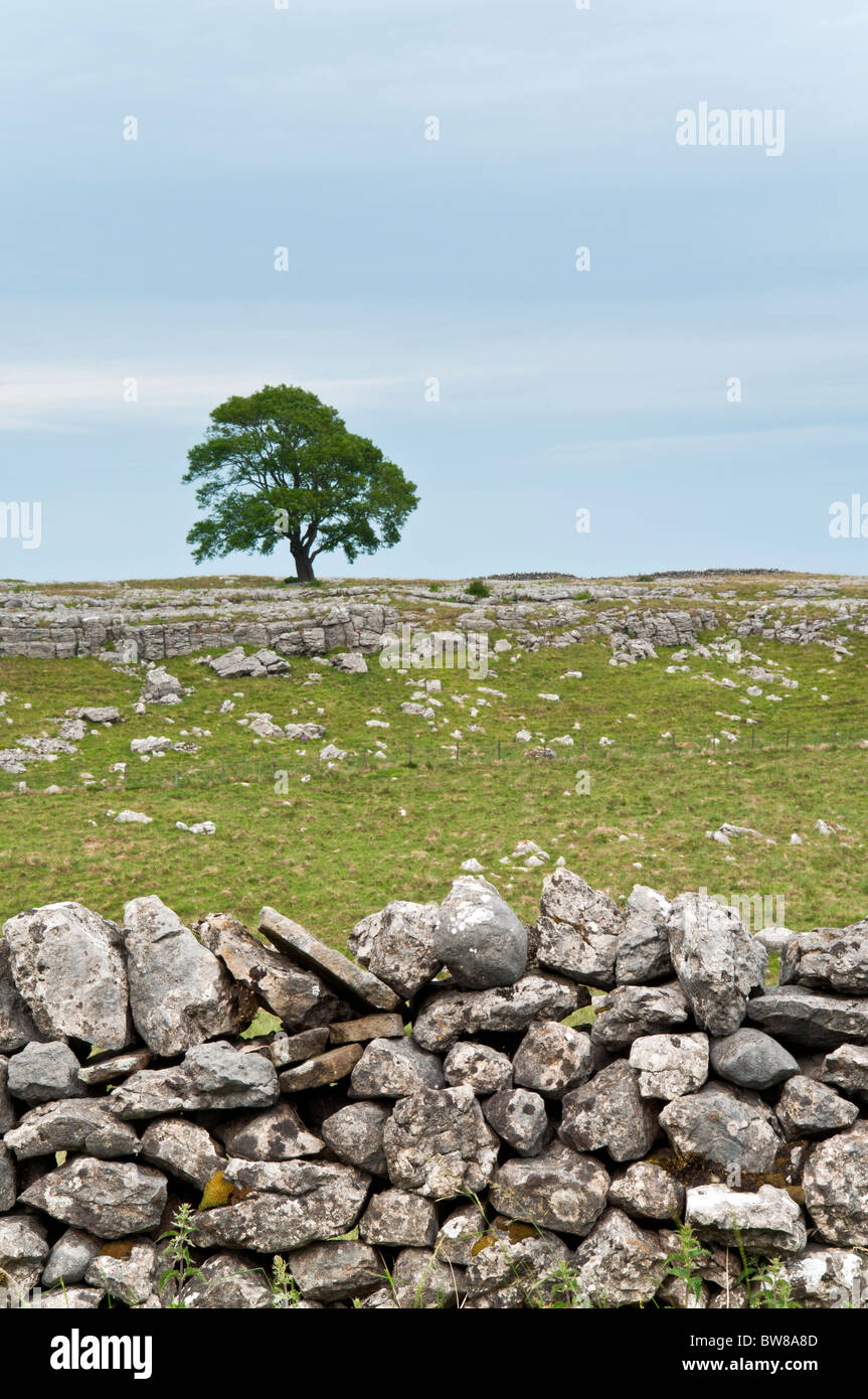 Yorkshire Dales Malham tree on limestone pavement and dry stone wall Stock Photo