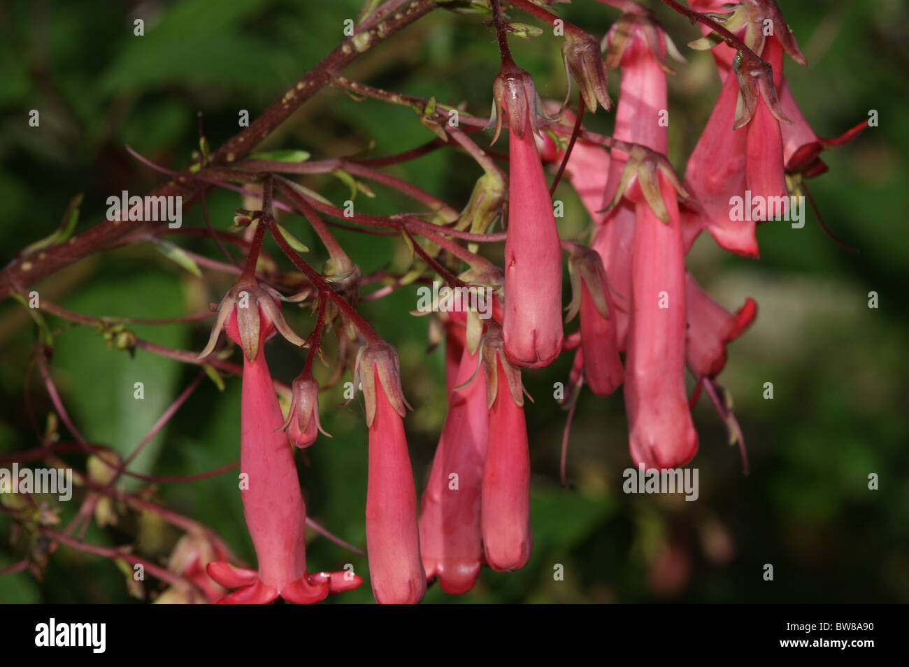 Phygelius 'Trewidden Pink'  Cape Figwort Stock Photo