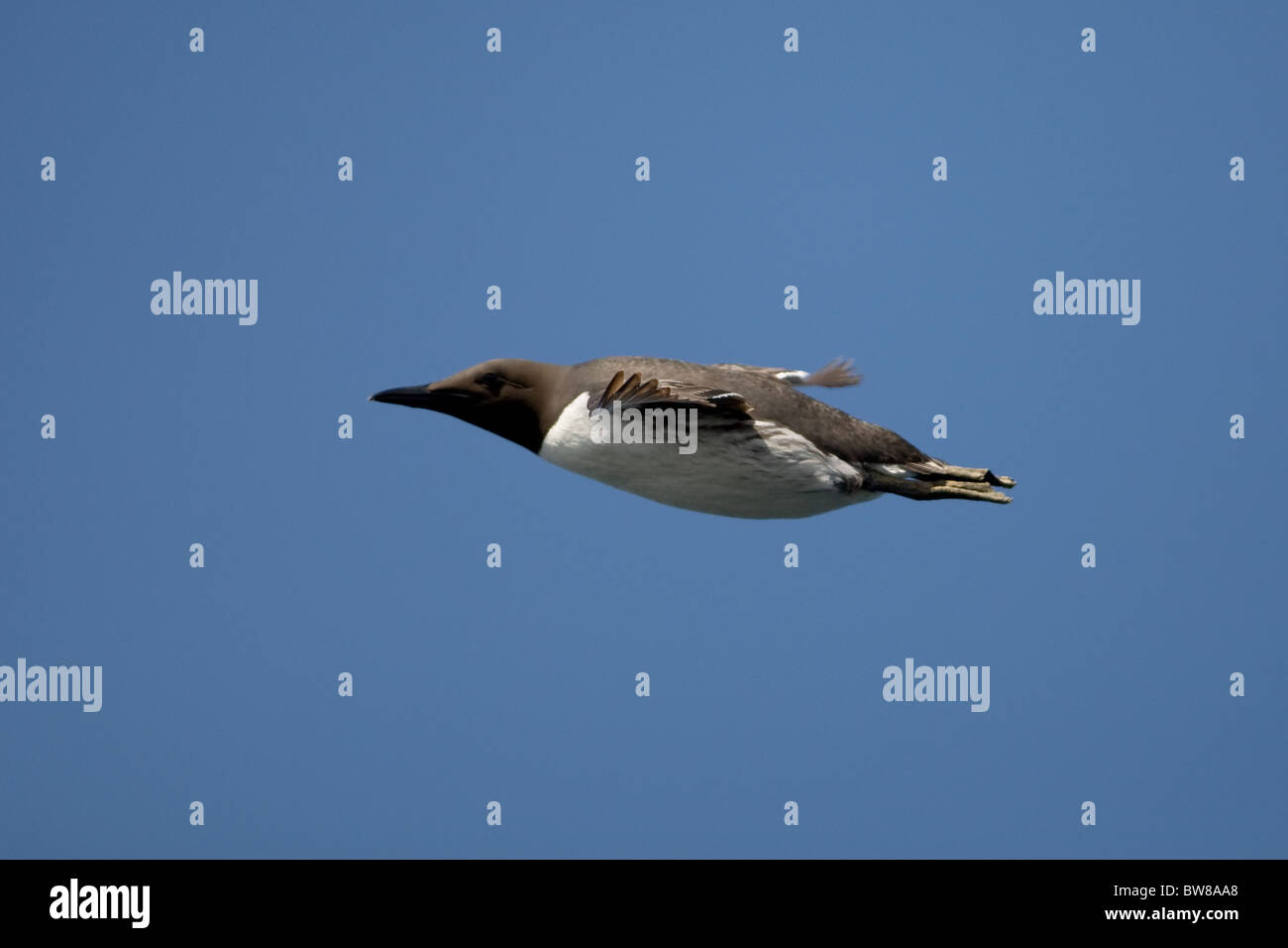 The Common Murre or Common Guillemot (Uria aalge) is a large auk. Stock Photo