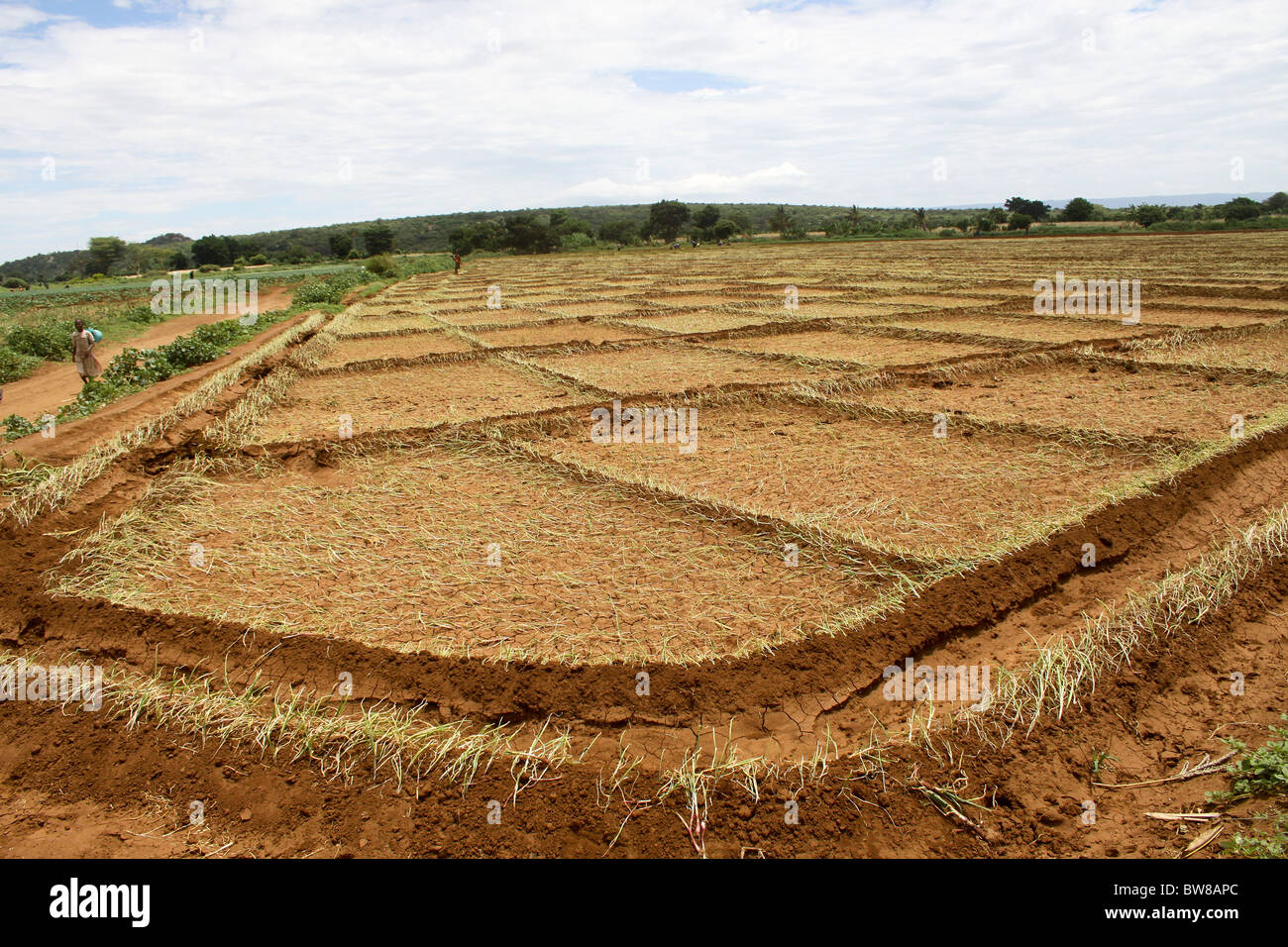 Africa, Tanzania, Lake Eyasi National Park onion farming Stock Photo