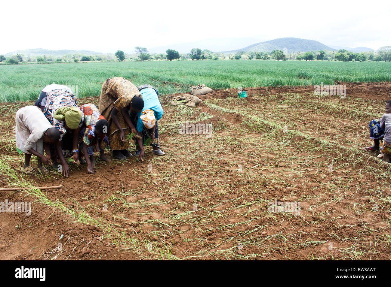 Africa, Tanzania, Lake Eyasi National Park onion farming Woman plant