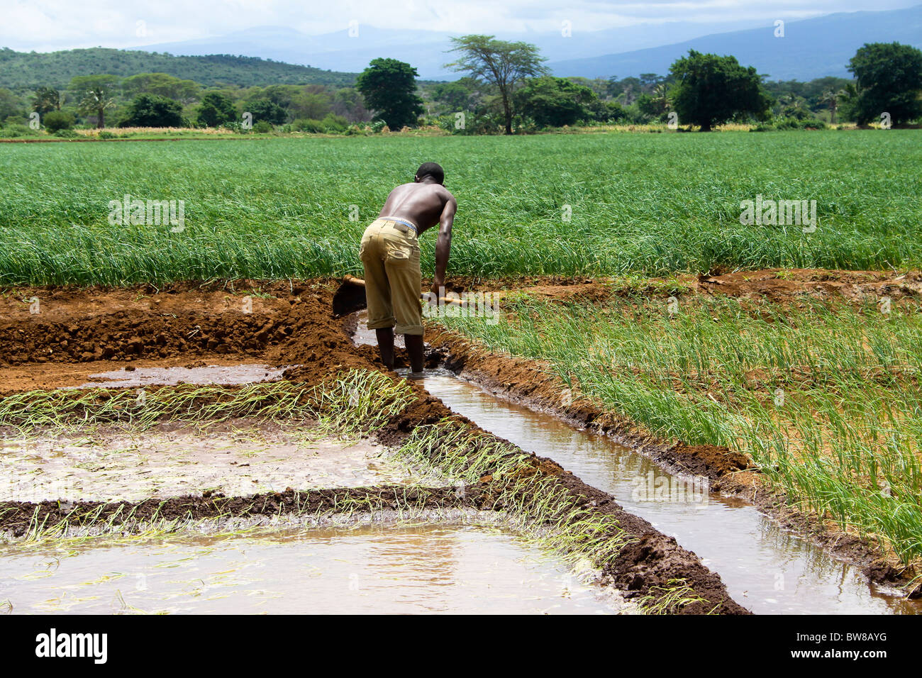 Africa, Tanzania, Lake Eyasi National Park onion farming Using field