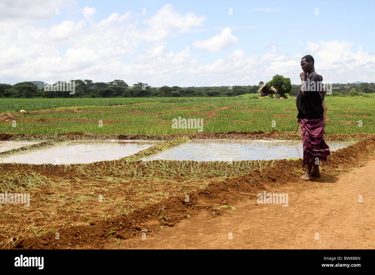 Africa, Tanzania, Lake Eyasi National Park onion farming Using field