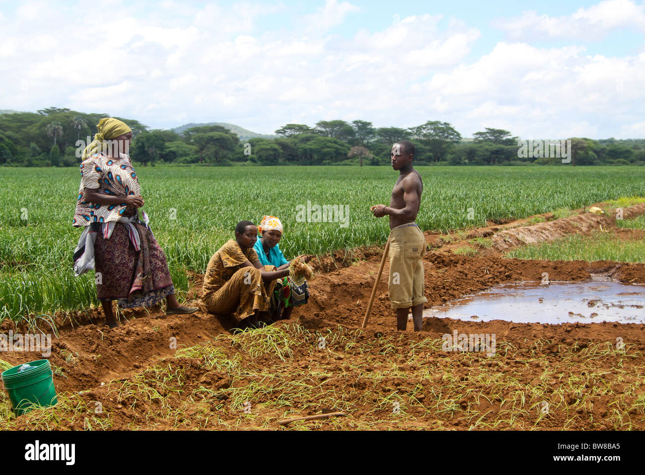 Africa, Tanzania, Lake Eyasi National Park onion farming Using field