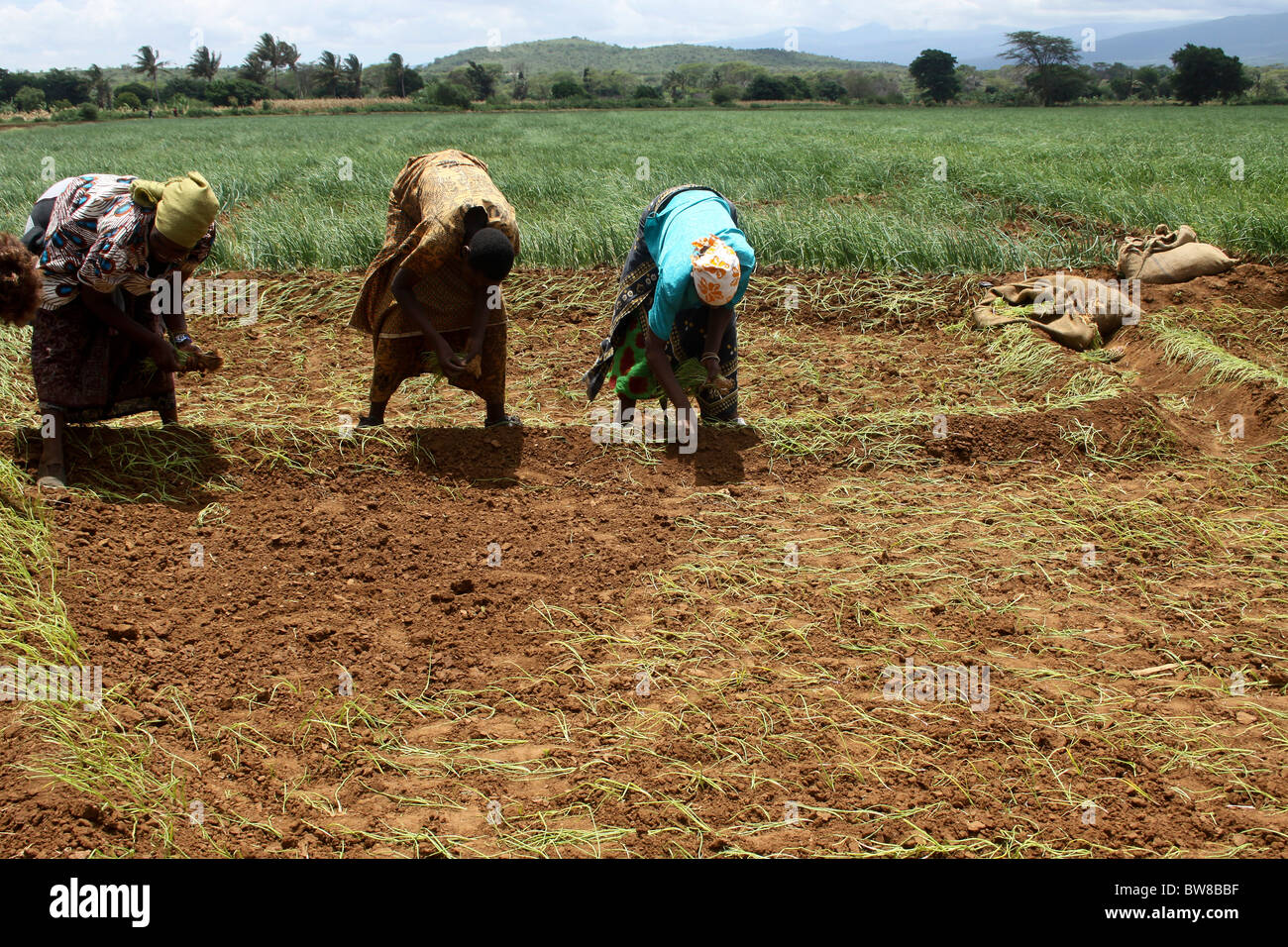 Africa, Tanzania, Lake Eyasi National Park onion farming Woman plant