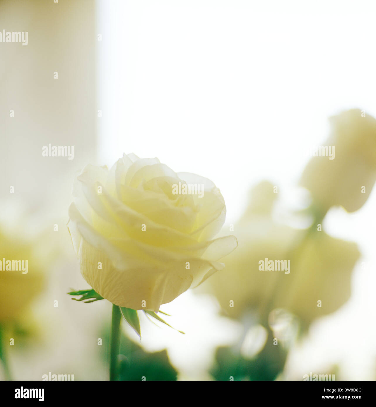 White rose hi-res stock photography and images - Alamy