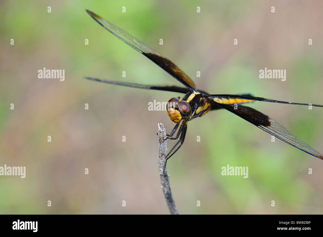Female Widow Skimmer resting on a twig Stock Photo - Alamy