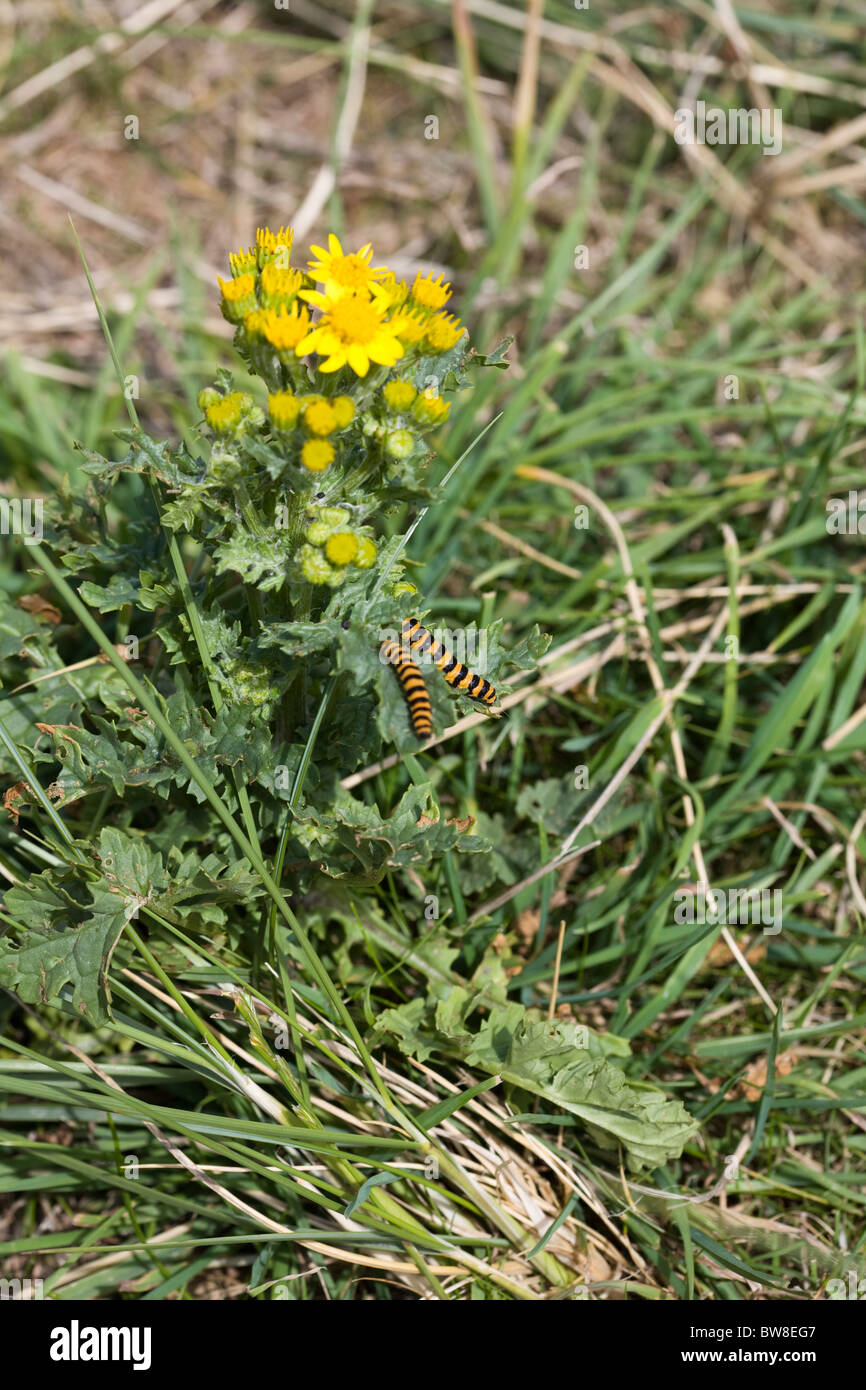 Cinnabar Moth Caterpillars feeding on Ragwort in dunes near Beadnell Bay Northumberland England Stock Photo