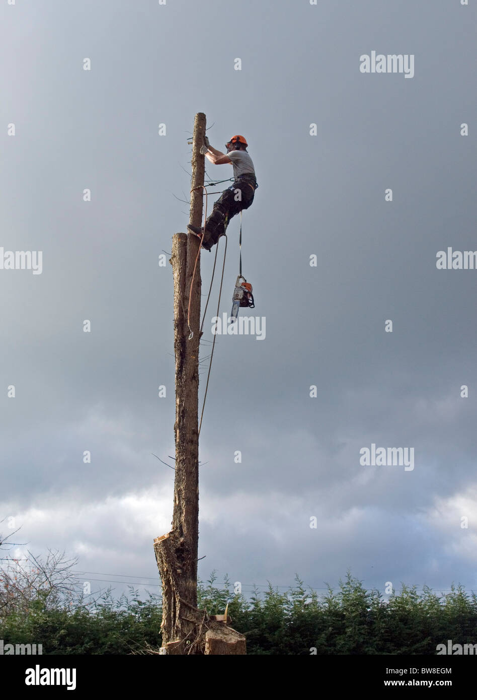 tree surgeon working cutting chainsaw Stock Photo - Alamy