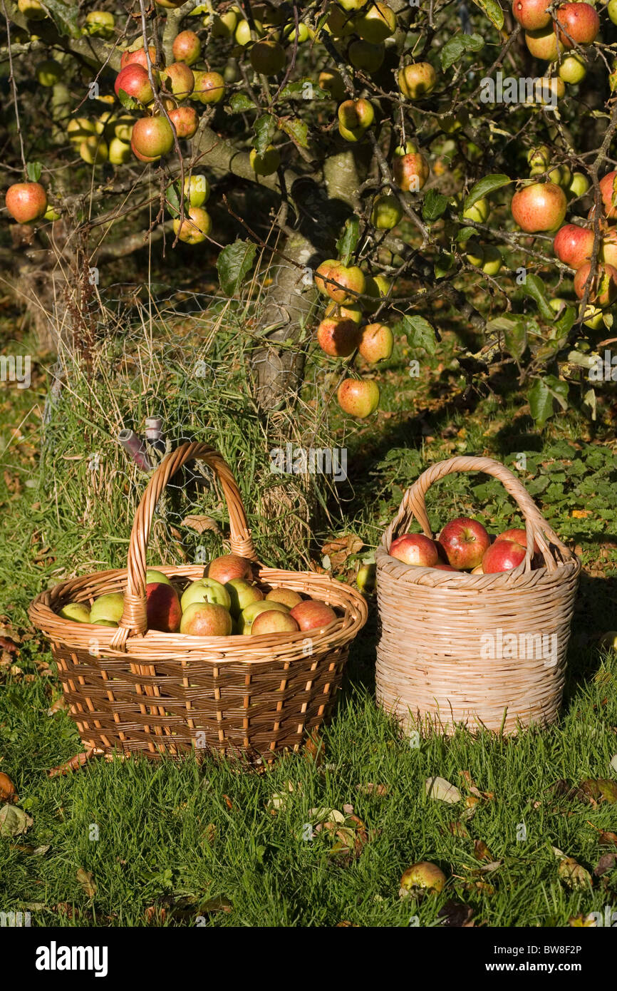 Jonagold Apple High Resolution Stock Photography and Images Alamy